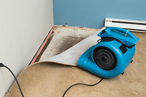 Best Professional water damage repair  in North Utica, IL